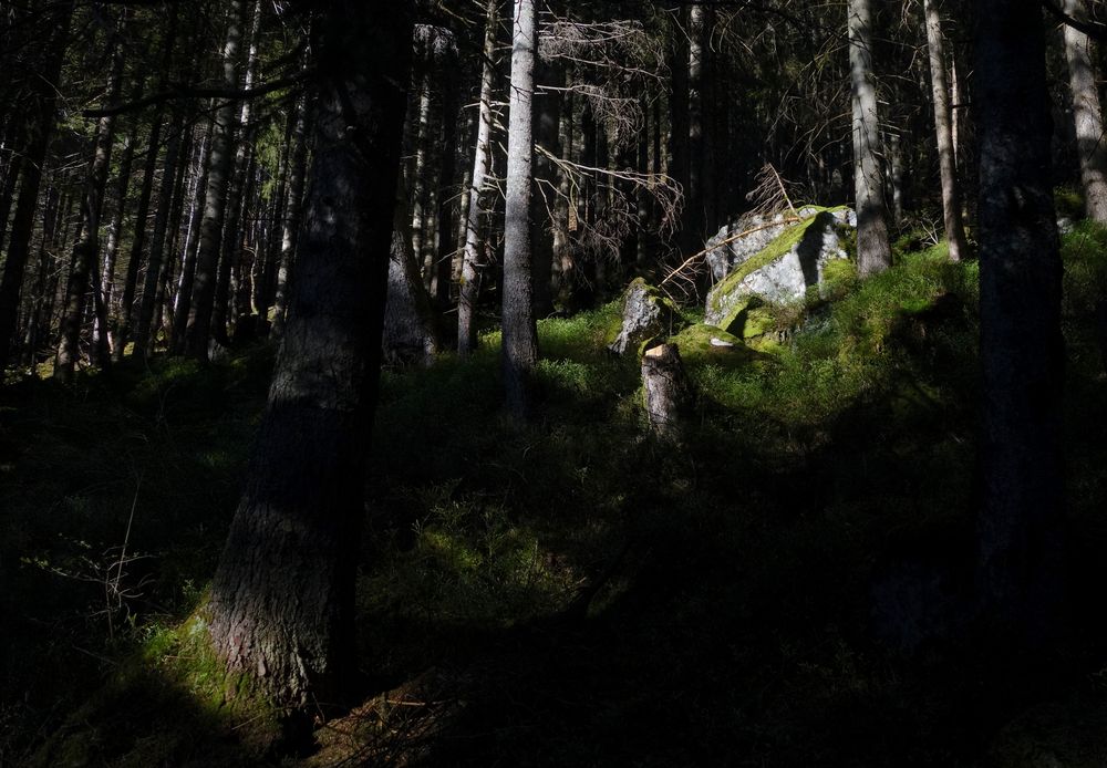 Morgendlicher Waldspaziergang