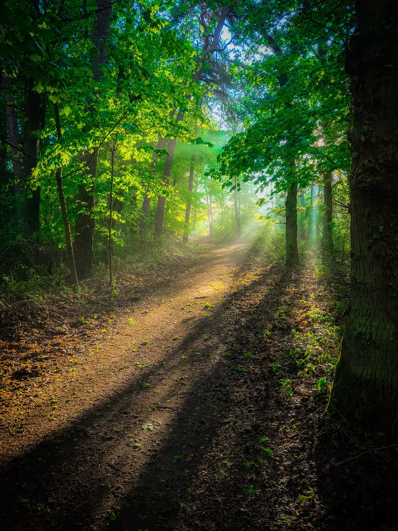 Morgendlicher Waldspaziergang