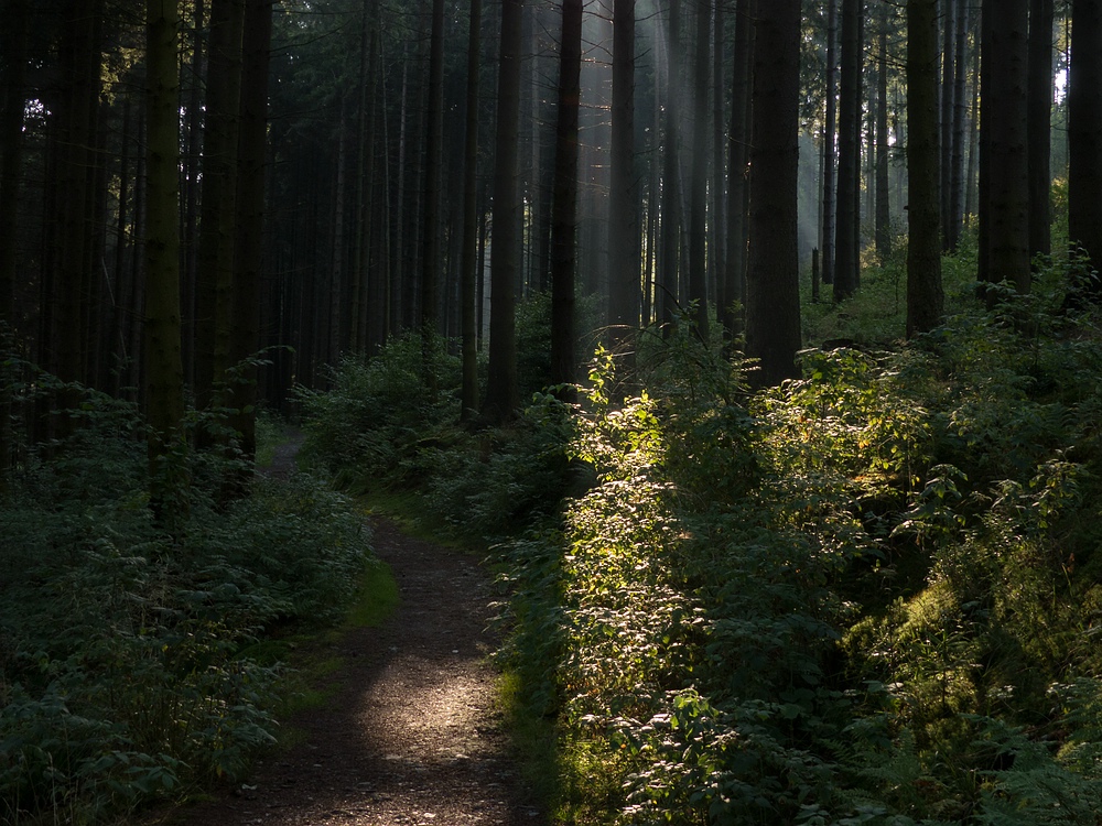 Morgendlicher Waldweg