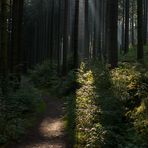 Morgendlicher Waldweg