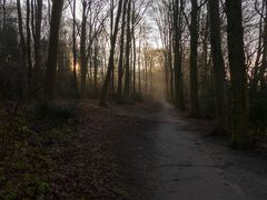 Morgendlicher Waldweg