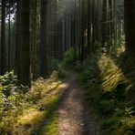 Morgendlicher Waldweg