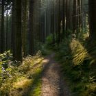 Morgendlicher Waldweg