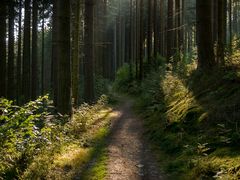 Morgendlicher Waldweg