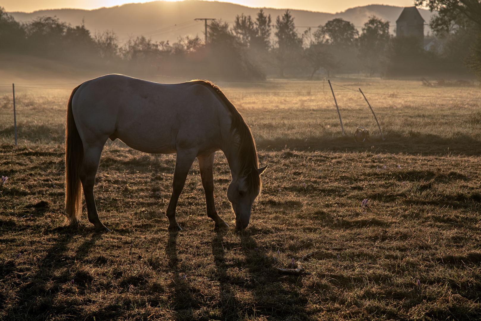 morgendlicher Weidegang