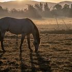 morgendlicher Weidegang