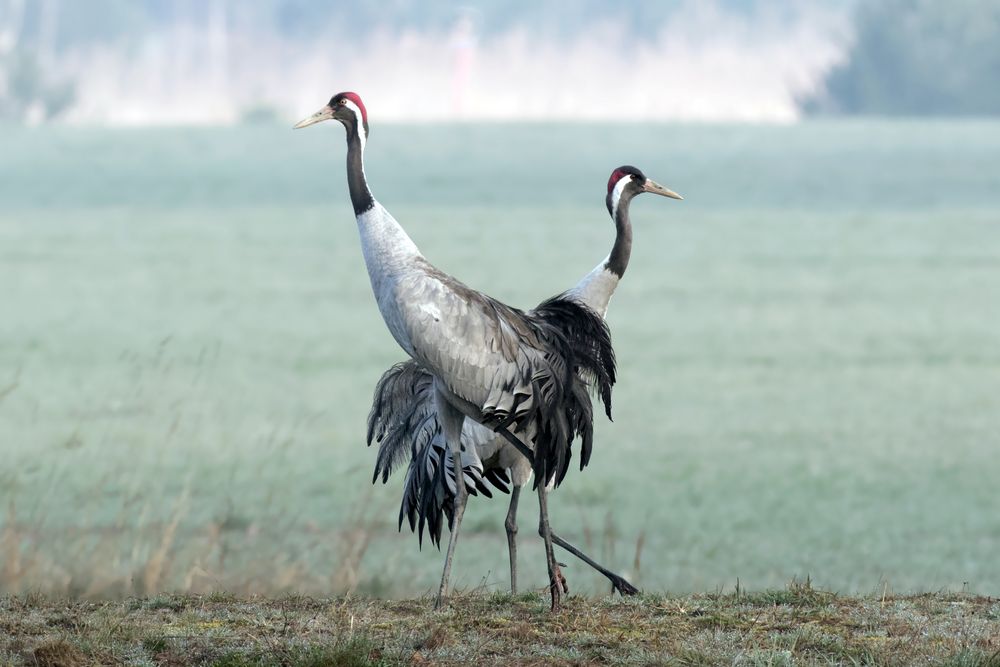 Morgendliches Duett - Kraniche ( Grus grus)