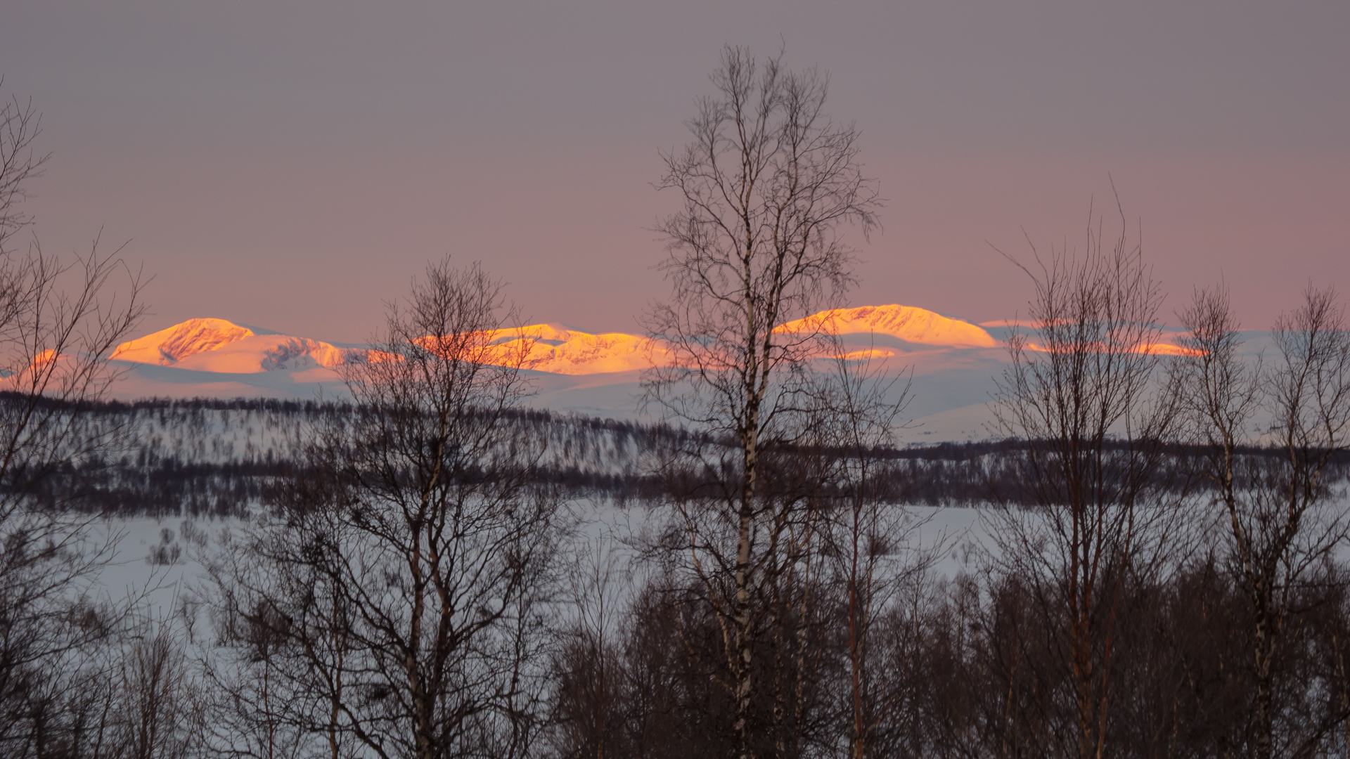 morgendliches Fjällglühen