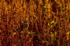 "MORGENDLICHES GEGENLICHT"