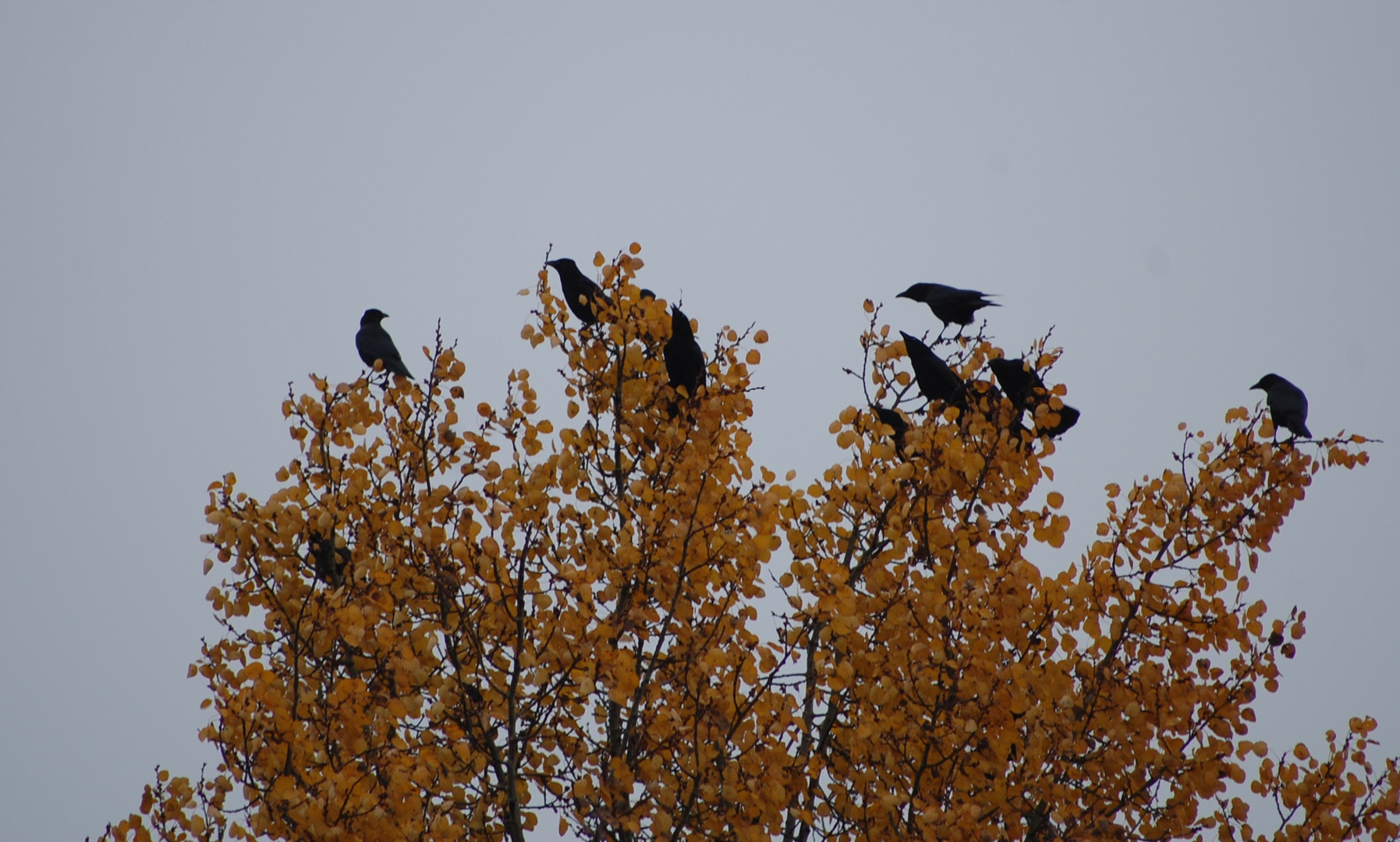 morgendliches Meeting 