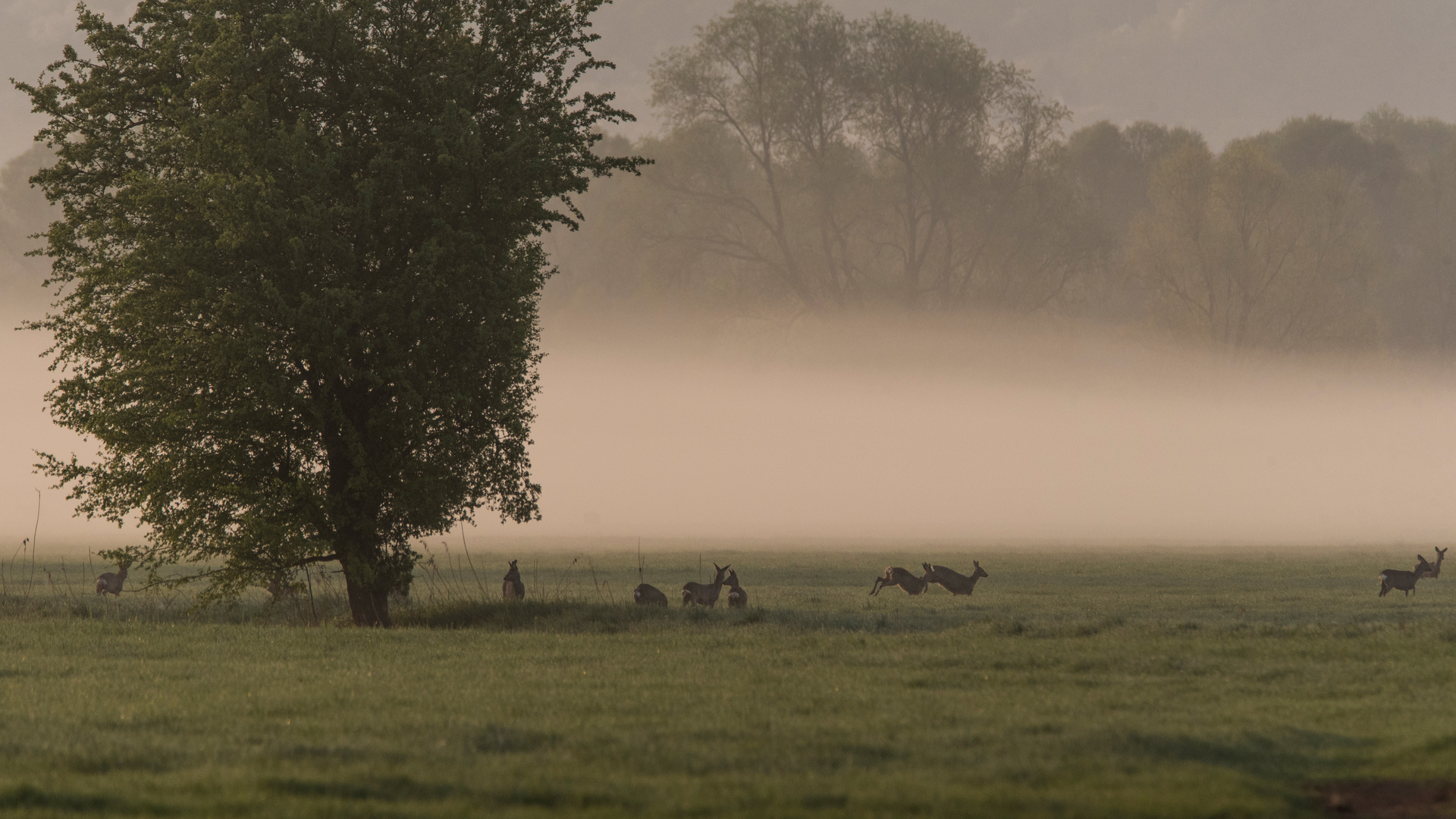 Morgendliches Reh-Life