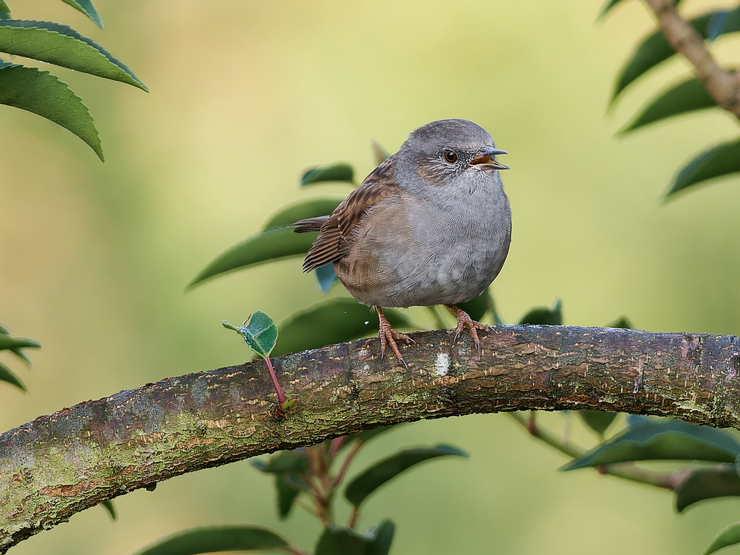 Morgendliches Singvogel Konzert 