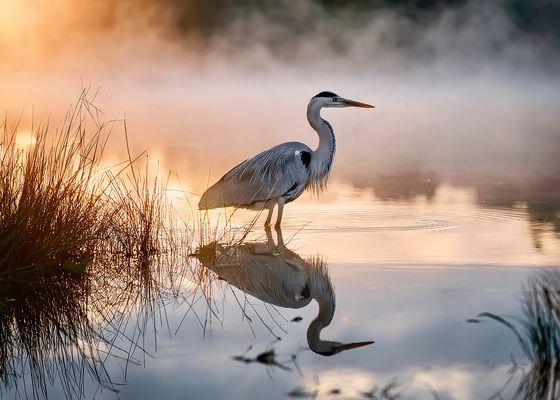 Morgendliches Sonnenbad eines Reihers