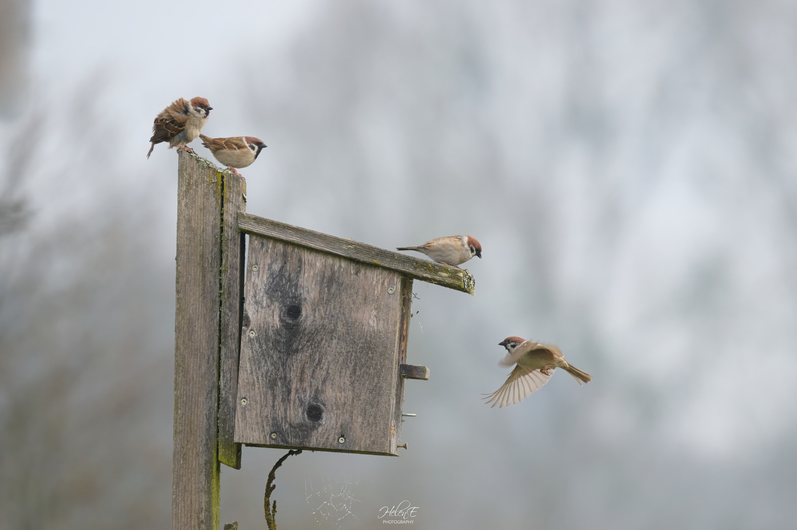 Morgendliches Treiben 