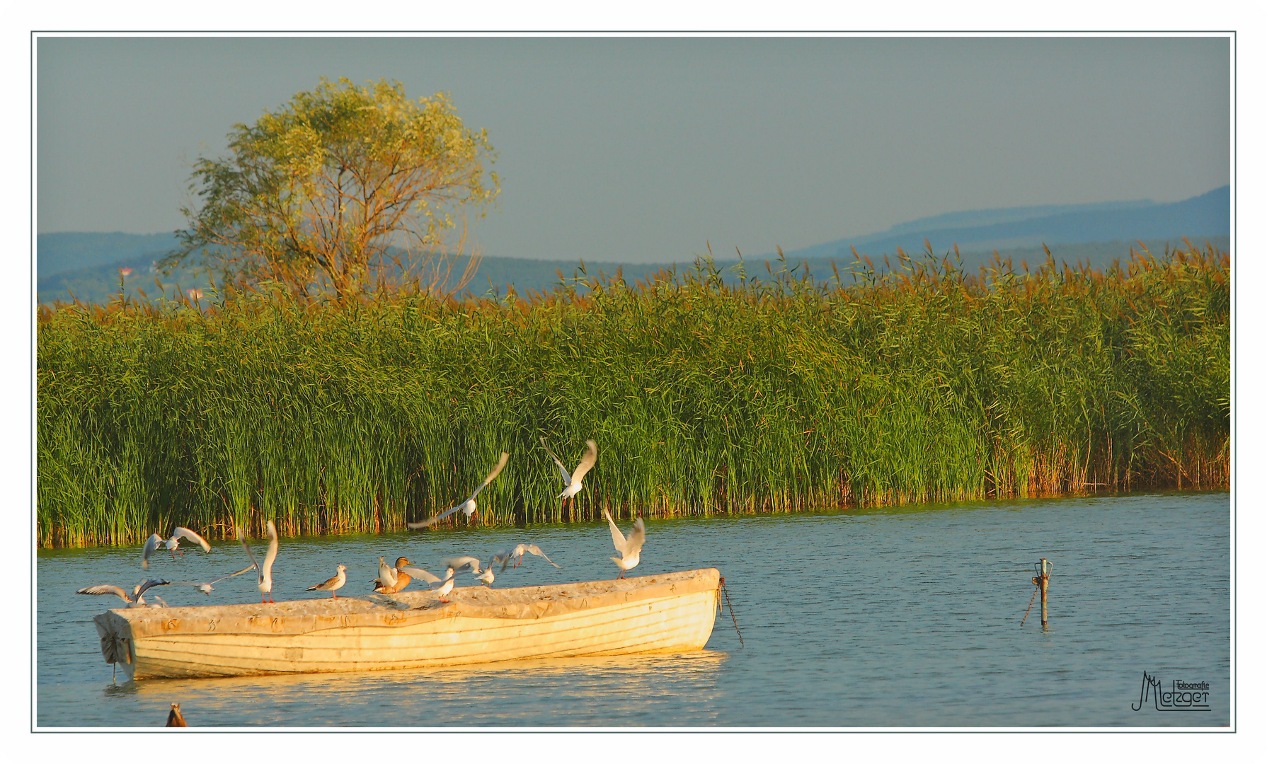 Morgendliches Treiben am Balaton