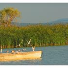 Morgendliches Treiben am Balaton