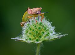 morgendliches Wanzen-Stelldichein