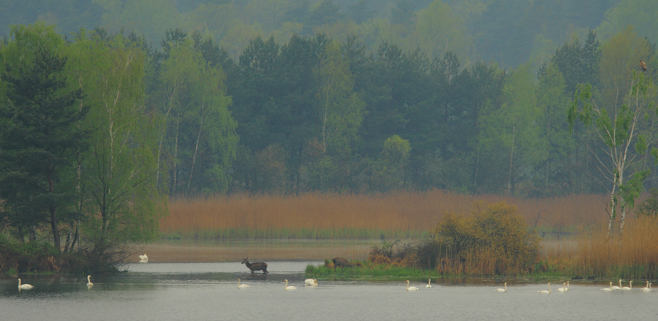 morgends am Teich