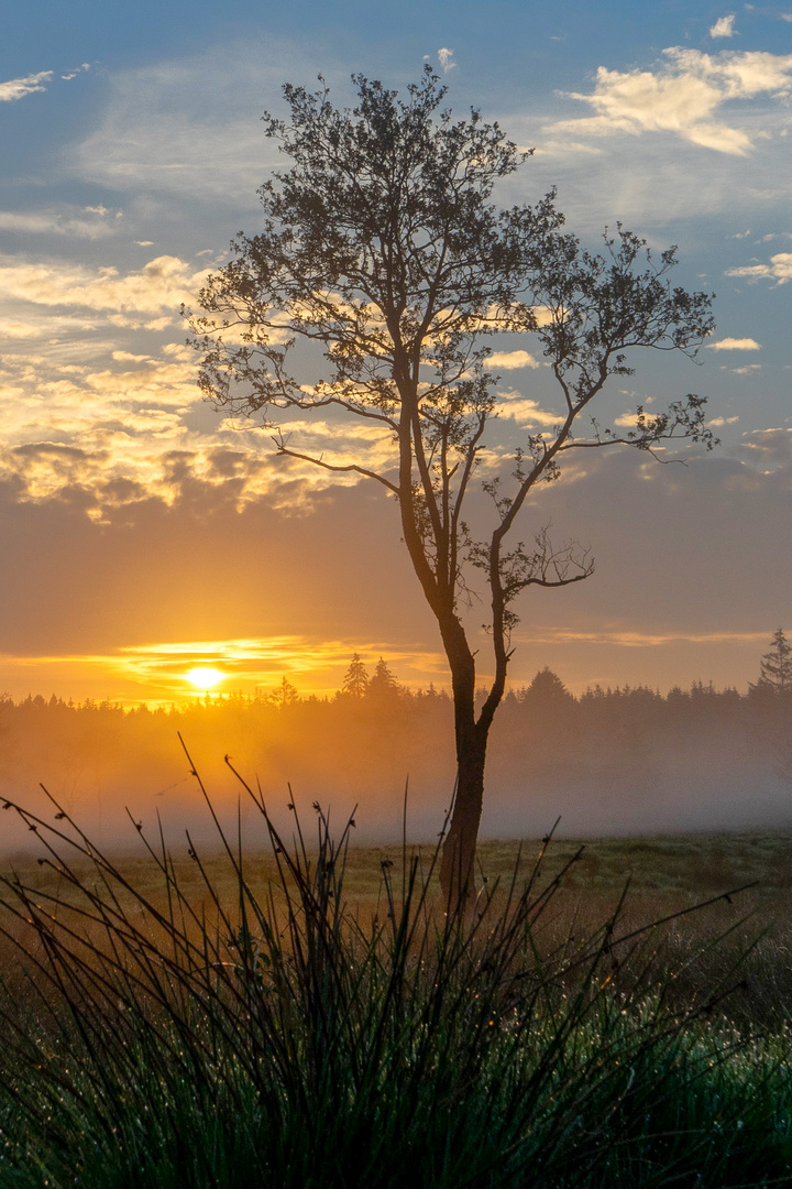 Morgends im Hohen Venn