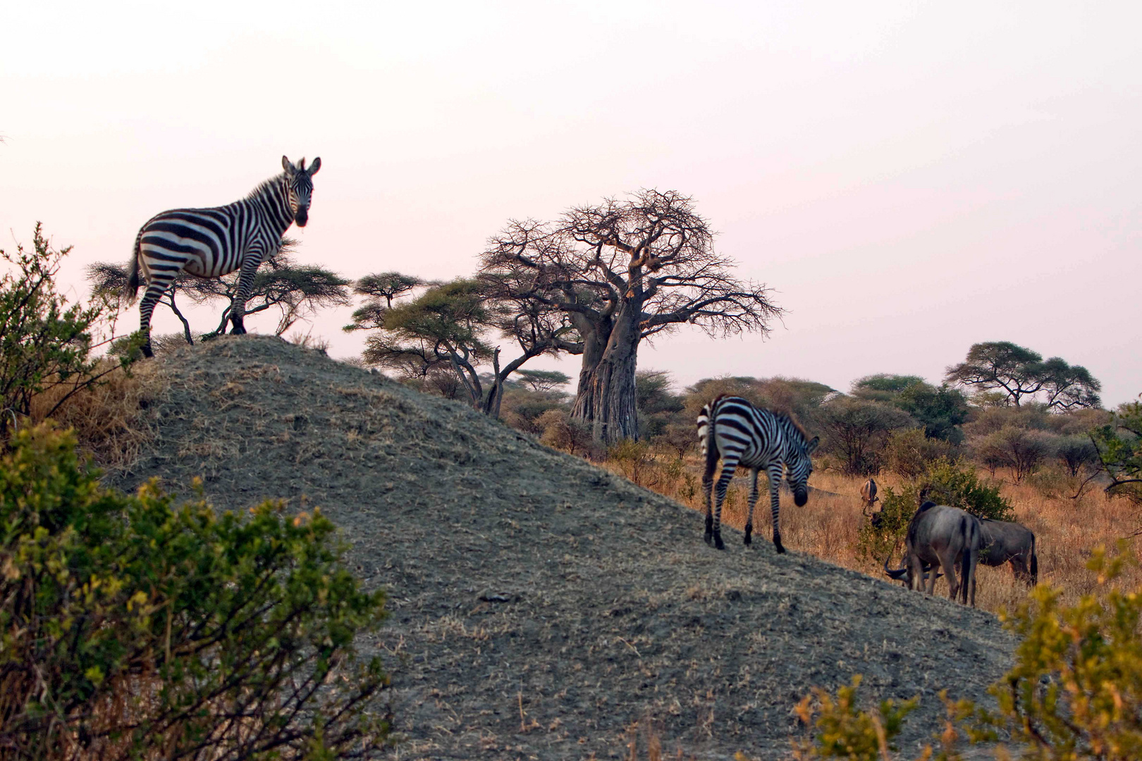 morgends im Tarangire Nationalpark