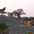 morgends im Tarangire Nationalpark