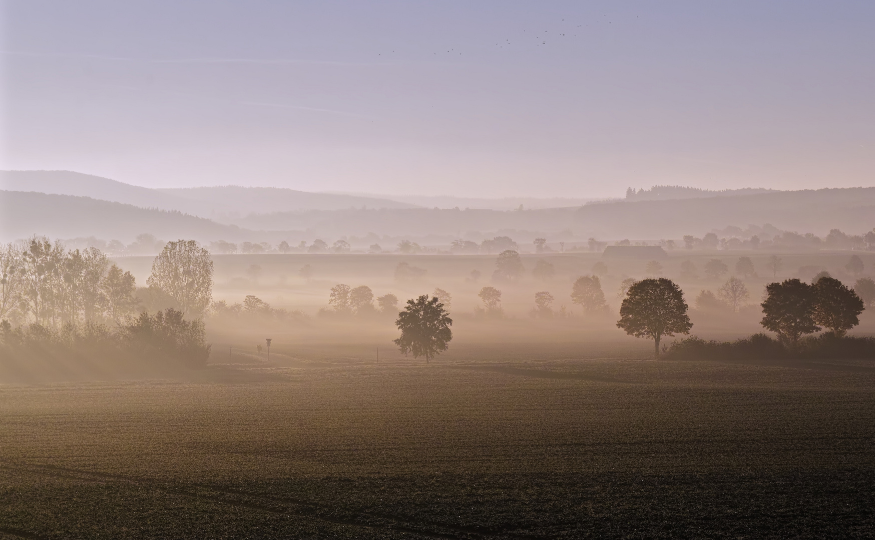 Morgendunst