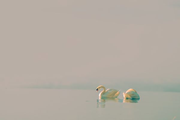 Morgendunst am Bodensee