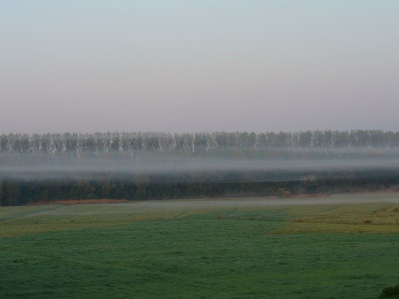 Morgendunst an den Elbwiesen