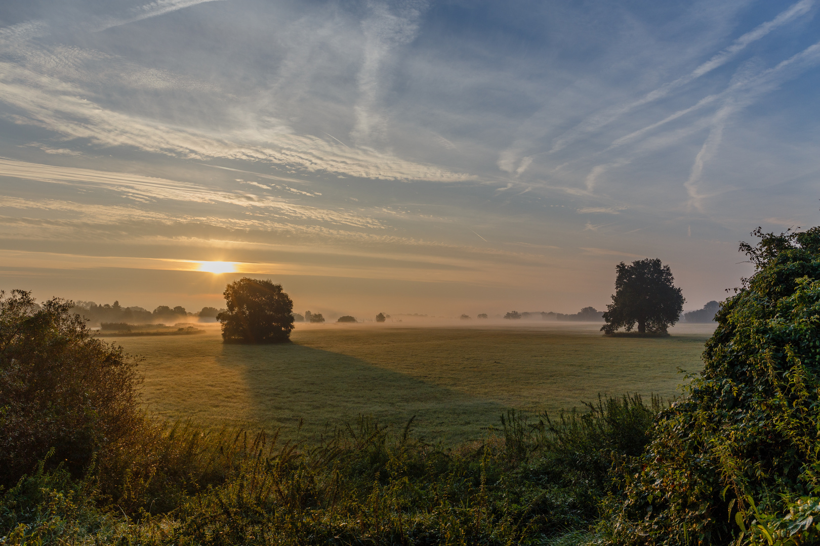 Morgendunst auf den Elbwiesen