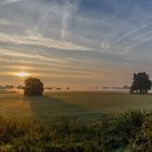 Morgendunst auf den Elbwiesen