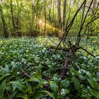 Morgendunst im Bärlauchwald