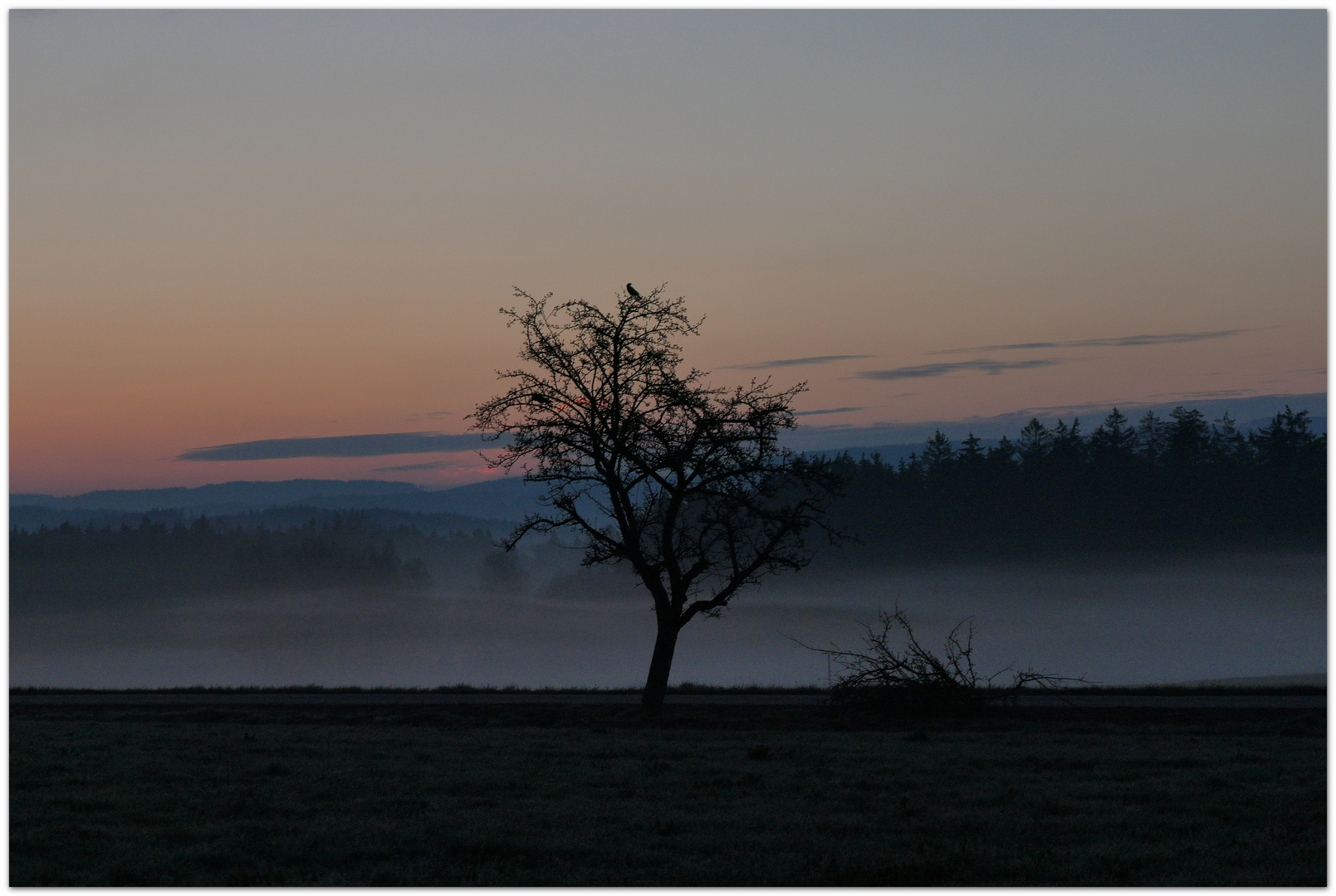 Morgendunst im Frühling 1