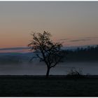 Morgendunst im Frühling 1