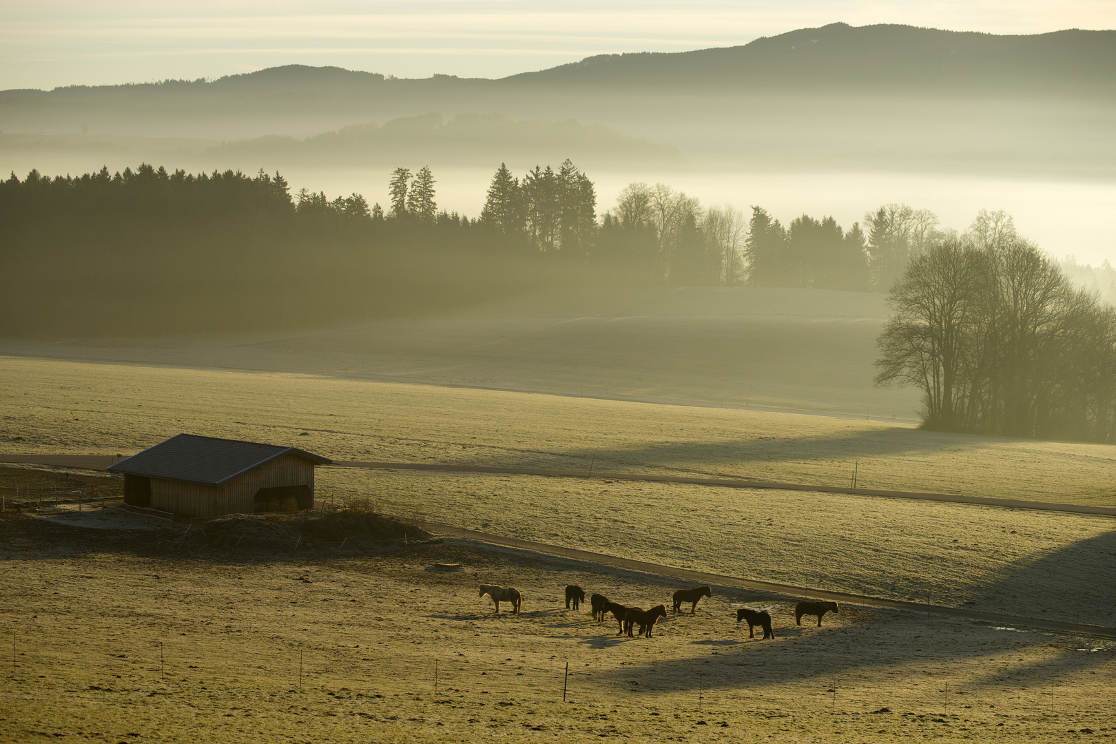 Morgendunst im Jänner 2