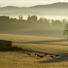 Morgendunst im Jänner 2