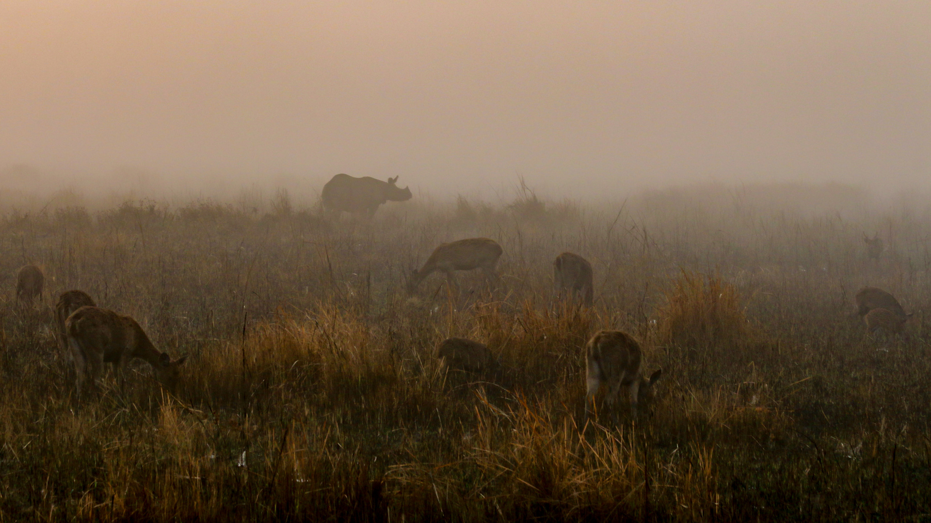 Morgendunst im Kaziranga NP