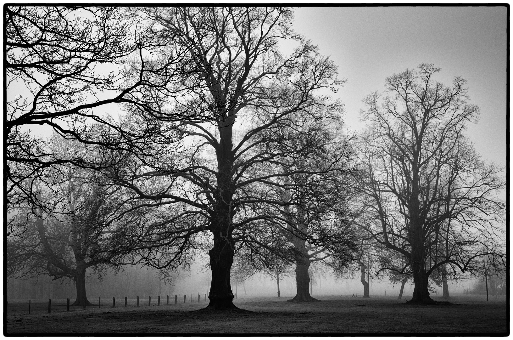 Morgendunst im Münsterland