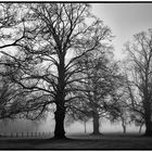 Morgendunst im Münsterland