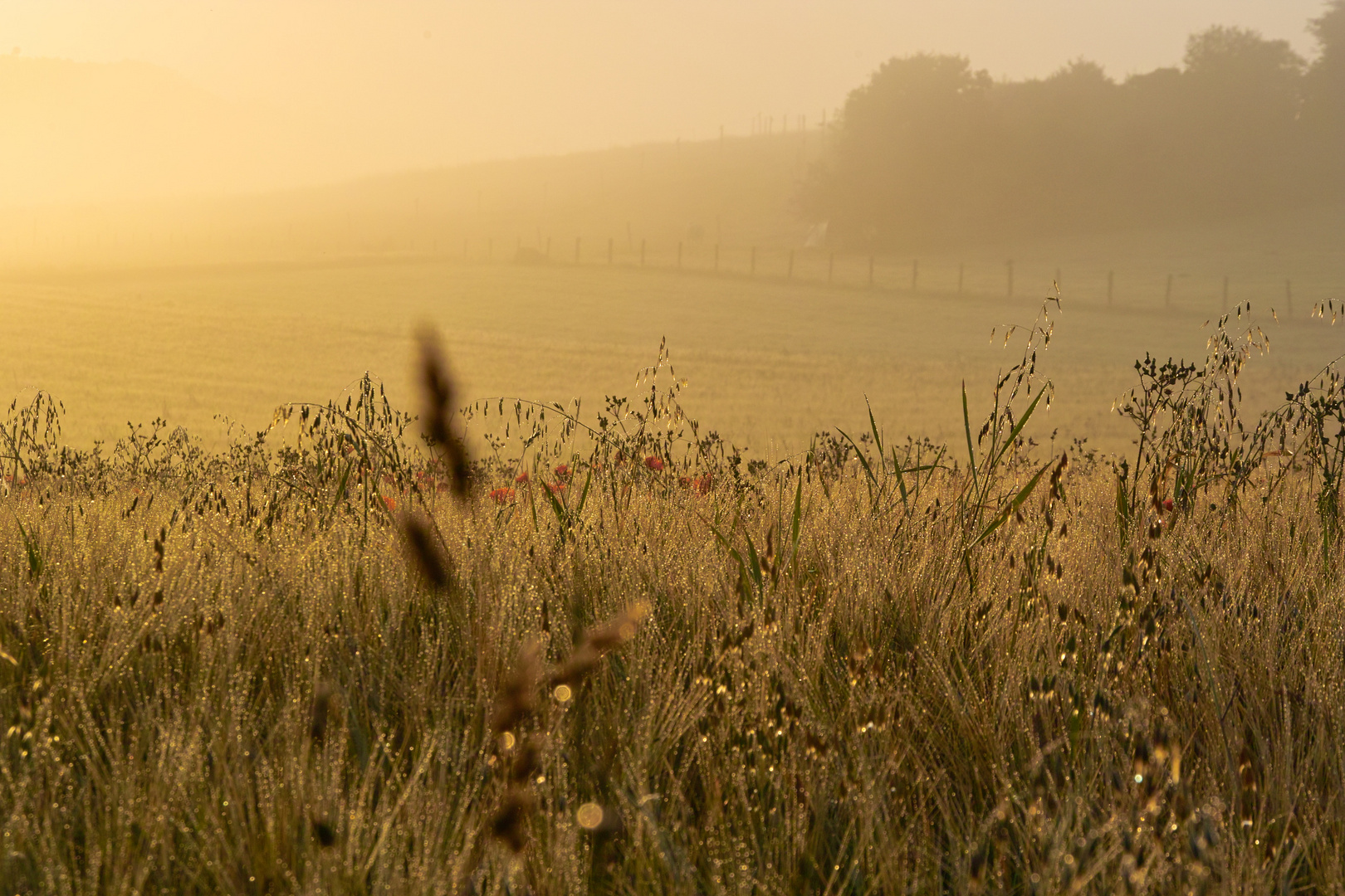 Morgendunst im Spätsommer