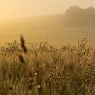 Morgendunst im Spätsommer