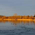 Morgenerwachen am Pfäffikersee