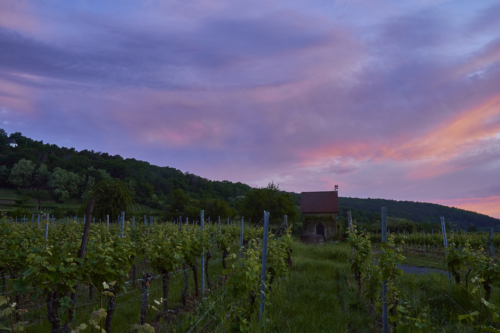 Morgenerwachen Im Weinberg