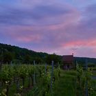 Morgenerwachen Im Weinberg