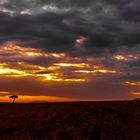 Morgenerwachen in der Massai Mara, 2021.08.06.
