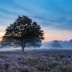 Morgenerwachen in der Mehlinger Heide