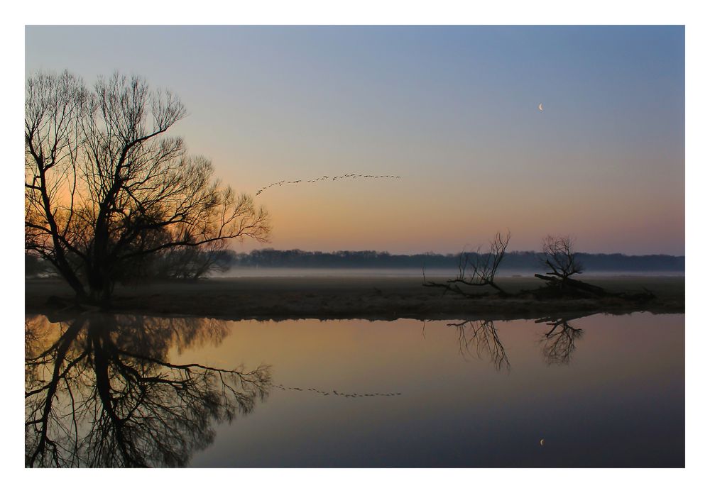 Morgenfänger