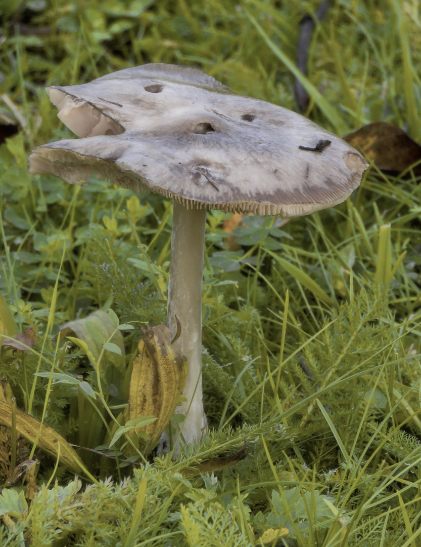 morgenfeuchter Feldwegpilz