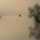 Morgenflug auf dem See