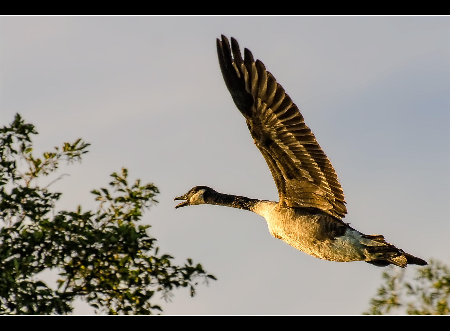 Morgenflug