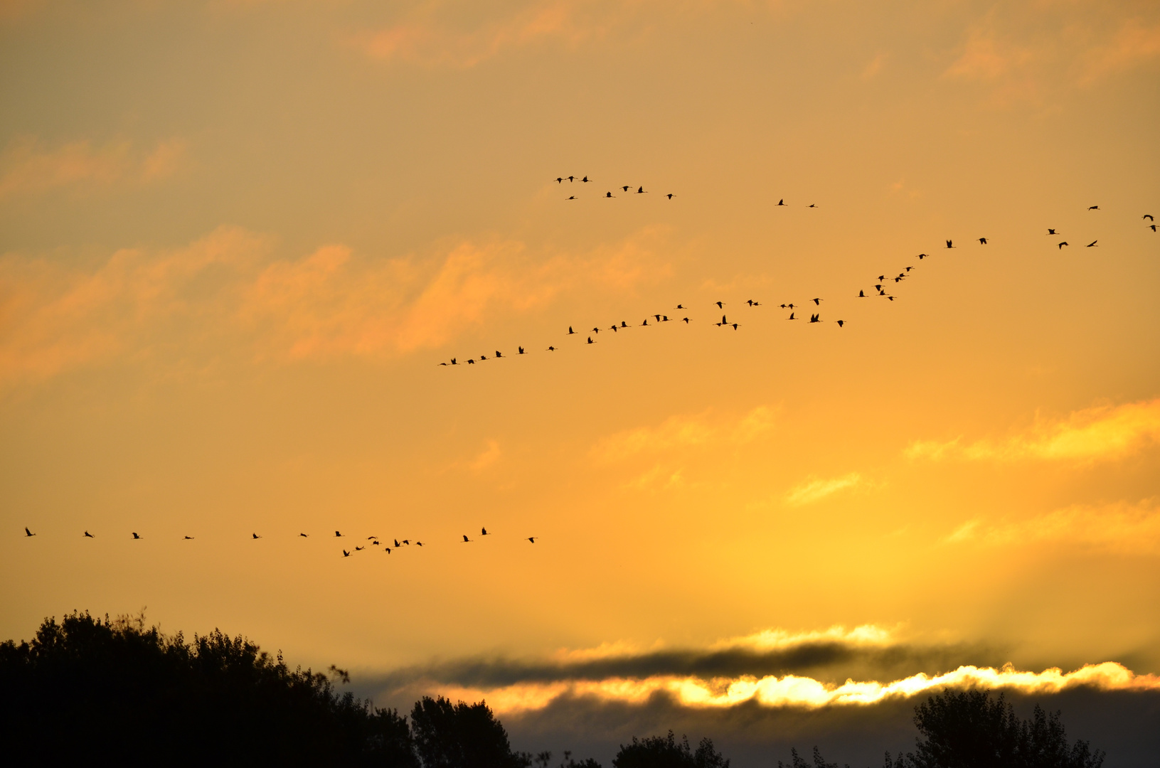 Morgenflug der Kraniche